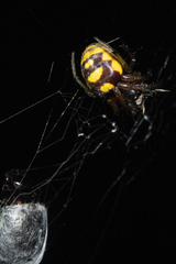 Araneus ejusmodi