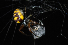 Araneus ejusmodi