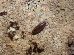 Chaetophiloscia sicula