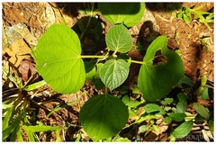 Clerodendrum infortunatum