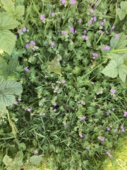 Geranium molle