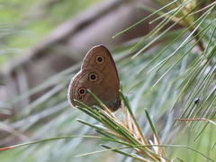 Palaeonympha opalina