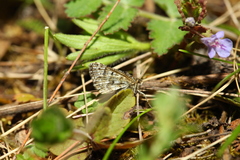 Macaria carbonaria