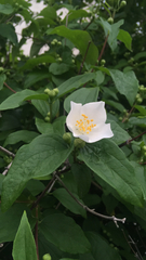 Philadelphus coronarius