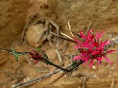 Microloma calycinum