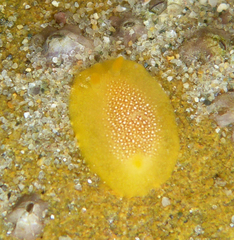 Doriopsilla gemela