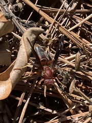 Polistes fuscatus