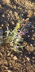 Penstemon angustifolius venosus