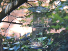 Cyanistes caeruleus