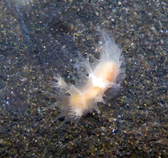 Tritonicula myrakeenae