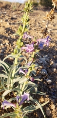 Penstemon angustifolius venosus