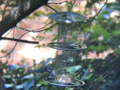 Cyanistes caeruleus