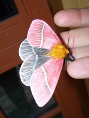 Pseudodirphia menander