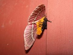 Pseudodirphia menander