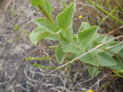 Senecio crenatus