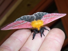 Pseudodirphia menander