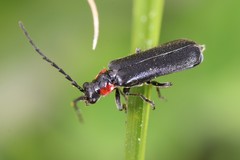 Cantharis tuberculata