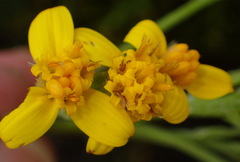 Senecio crenatus