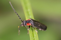 Cantharis tuberculata