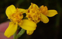 Senecio crenatus