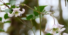 Clematis campaniflora