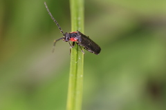 Cantharis tuberculata