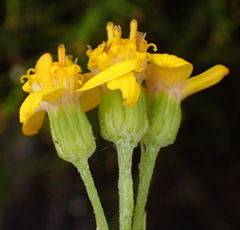 Senecio crenatus