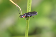 Cantharis tuberculata