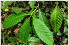 Tabernaemontana alternifolia