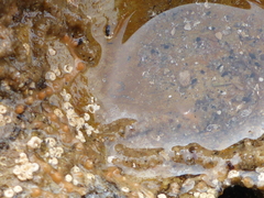 Tritonicula myrakeenae