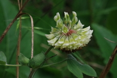 Trifolium reflexum