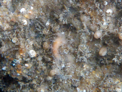 Tritonicula myrakeenae