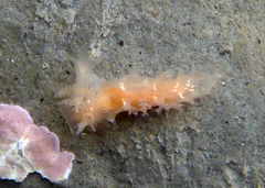 Tritonicula myrakeenae