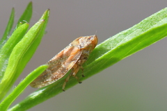 Aphrophora corticea