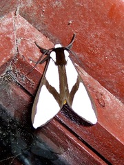 Turuptiana annesmithae
