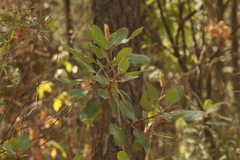 Arbutus tessellata