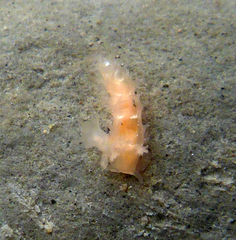 Tritonicula myrakeenae