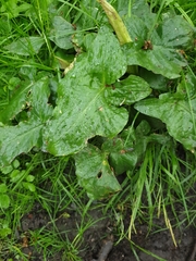 Arum maculatum