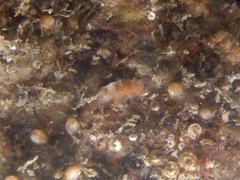 Tritonicula myrakeenae