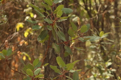 Arbutus tessellata