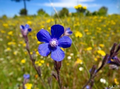 Anchusa azurea