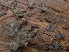 Dryophthorus americanus