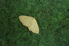 Scopula virgulata