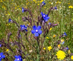 Anchusa azurea