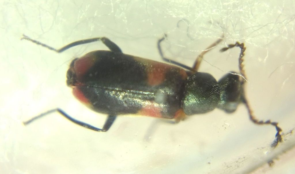 Anthocomus tricoloripennis