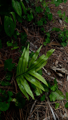 Microsorum pustulatum