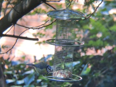 Cyanistes caeruleus