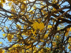 Tabebuia aurea