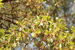 Arbutus tessellata