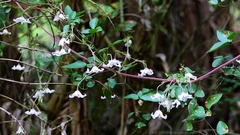 Clematis campaniflora